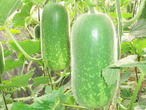 网红刘二萌吃瓜图片大全,揭秘网红日常趣味瞬间 第1张 网红刘二萌吃瓜图片大全,揭秘网红日常趣味瞬间 第1张